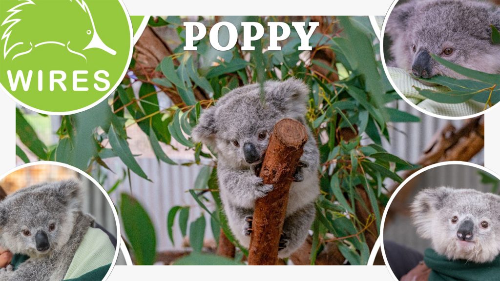 We proudly support WIRES Wildlife Rescue